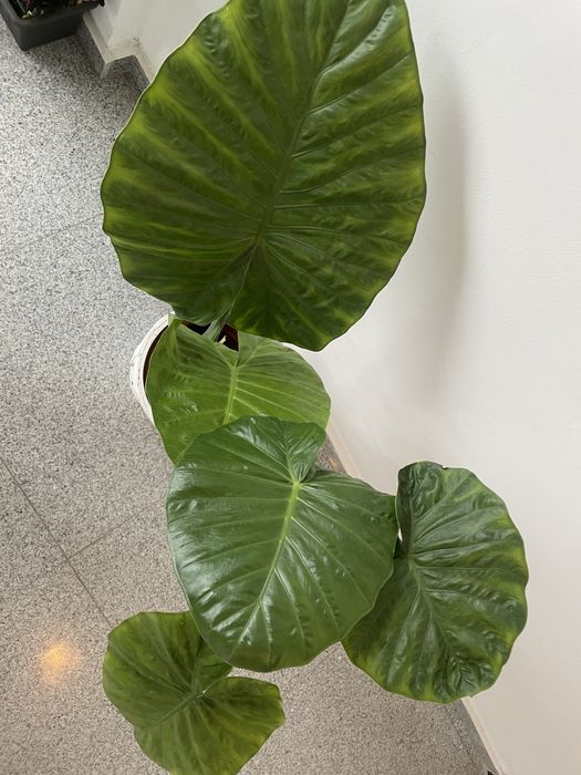 Planta de interior - Alocasia Macrorrhiza, 85 cm inaltime