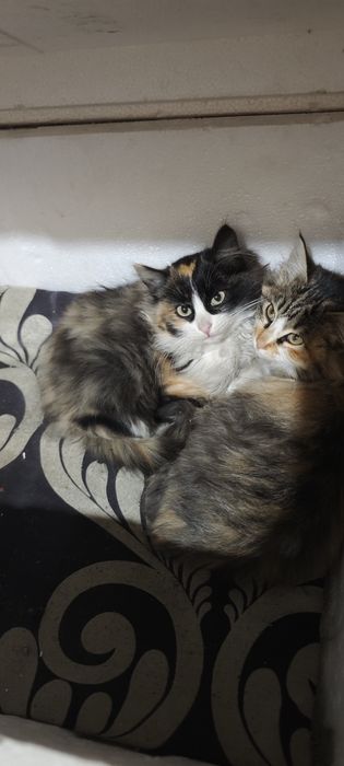 Отдам котят даром