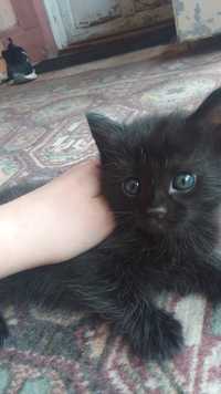 Черный котёнок..