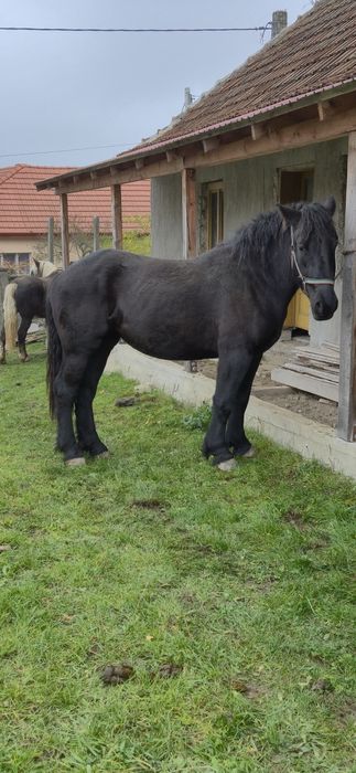 Vând manza 2,5 ani foarte cuminte