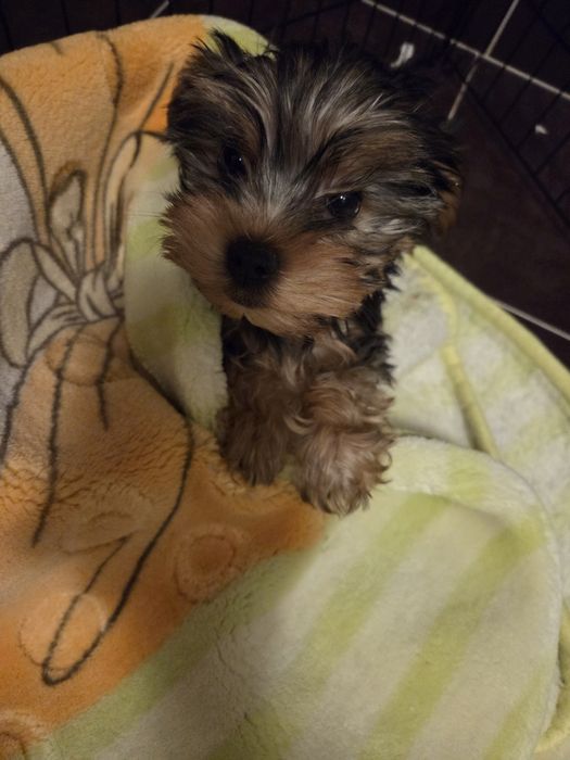 Yorkshire Terrier fetita