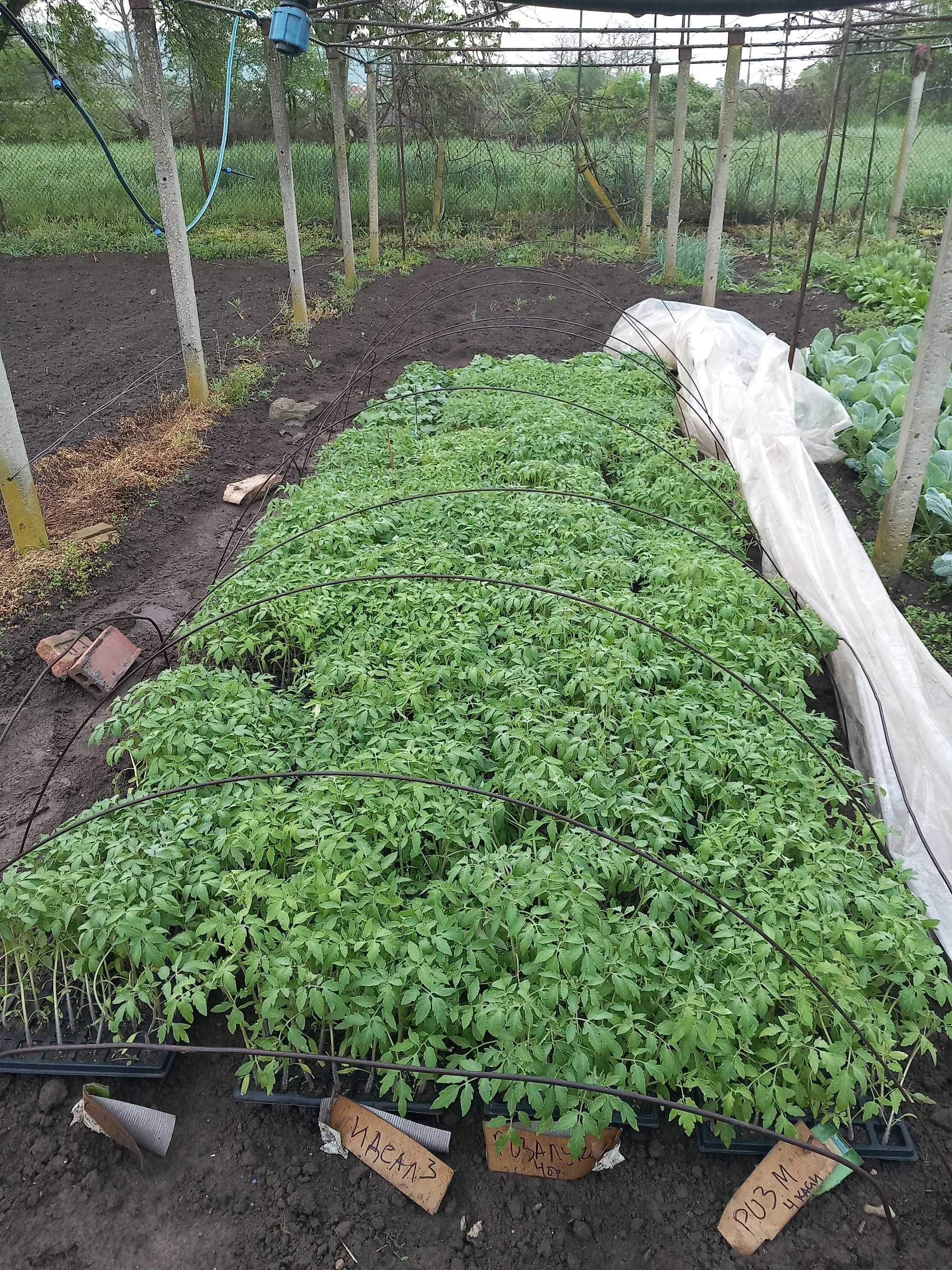 Разсади домат, краставица и други
