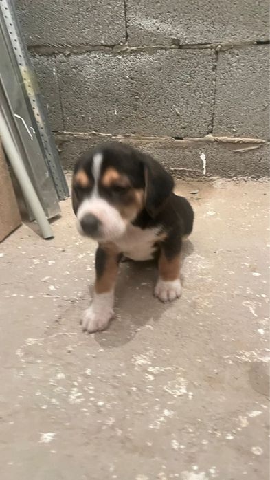 Пигель помесь дворняги