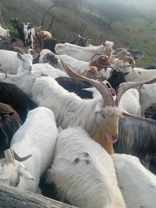 Tap Sannen de vânzare