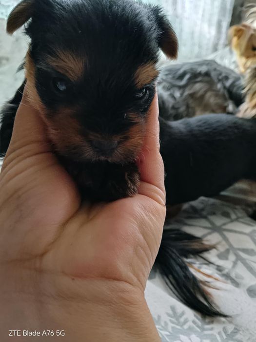 Продавам Иоркита