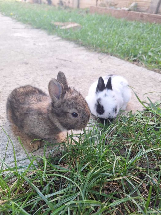 Iepurași cap de leu