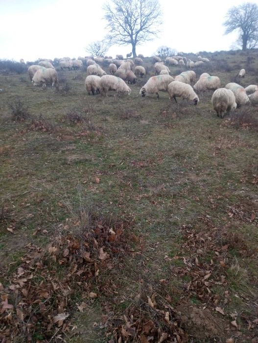 oi tinere de vanzare