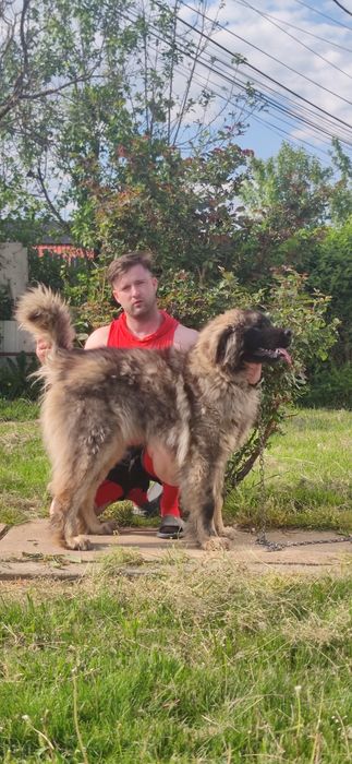 Femela Ciobanesc Caucazian