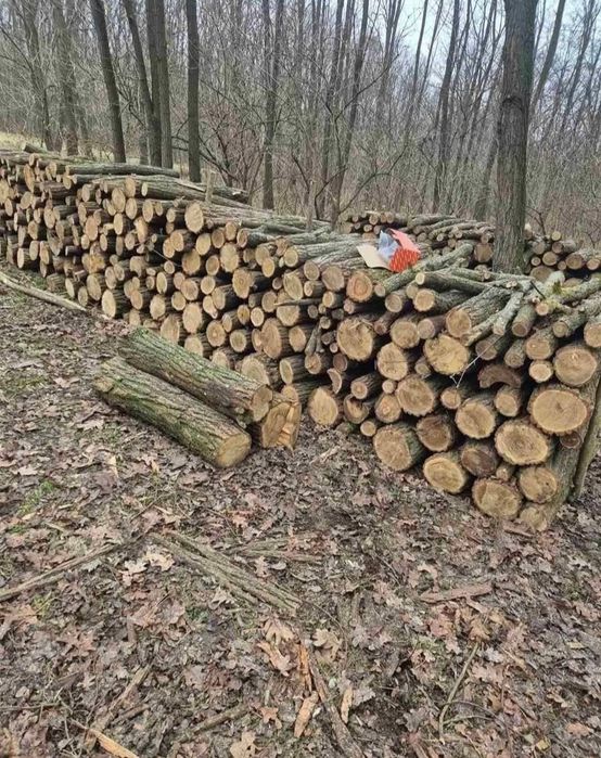 Lemn de fag salcâm uscat sau verde 700 tona 400 m ster
