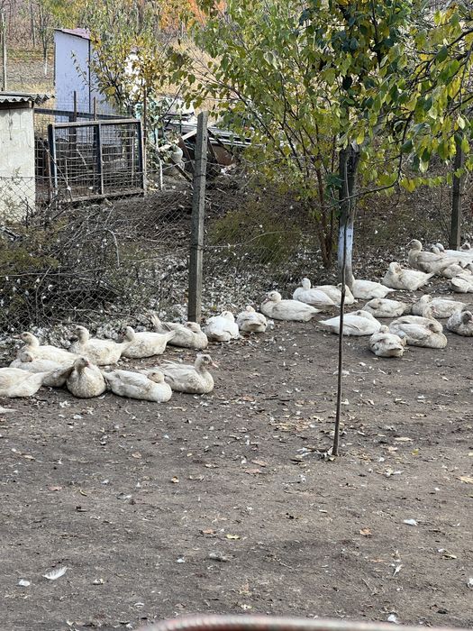 Vand rate pentru consum sau crescut