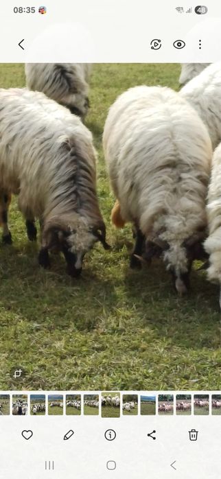 Vând 10 miori breze!