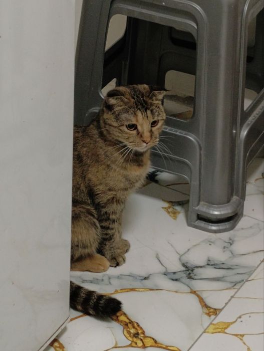 Шотландская веслоухая кошка