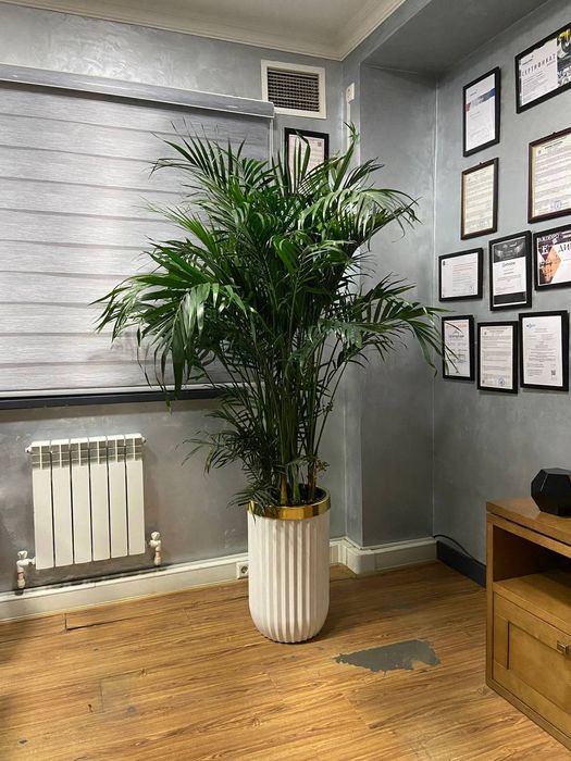 Offis va ishxonalar uchun gullar