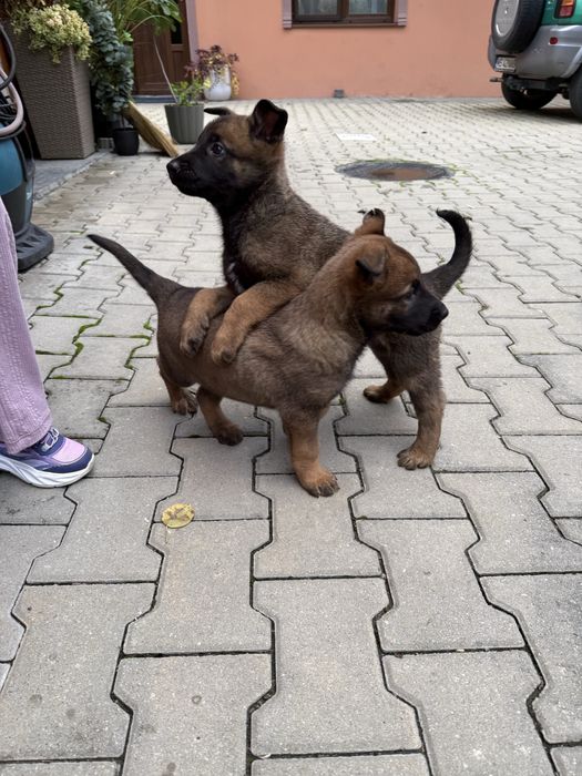 Donez malinois rasa pura