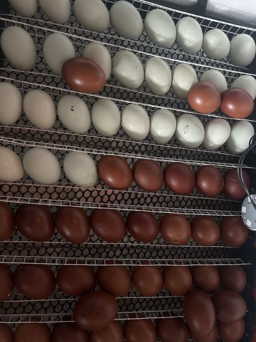 Cocosei marans de vanzare !!!