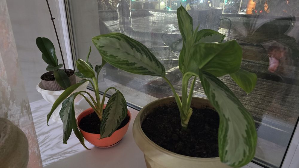 Аглонема силвер экзотич.раст.