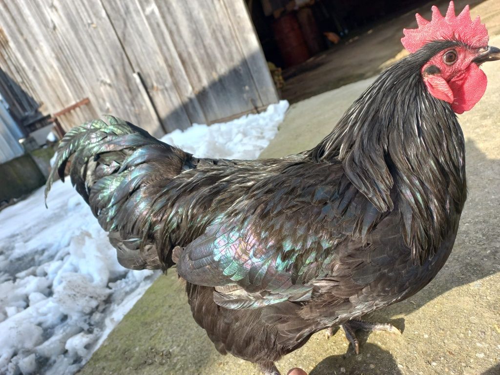 Vând 6 cocoși Australorp Negru