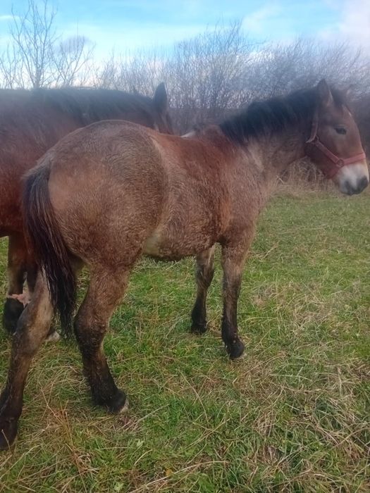 De vînzare mînz 6 luni!