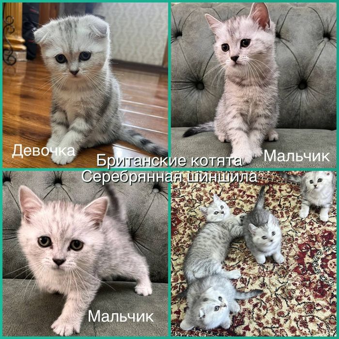 Британские котята ,серебристая шиншила