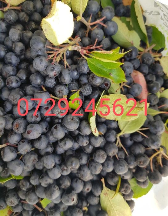 Aronia melanocarpa nero