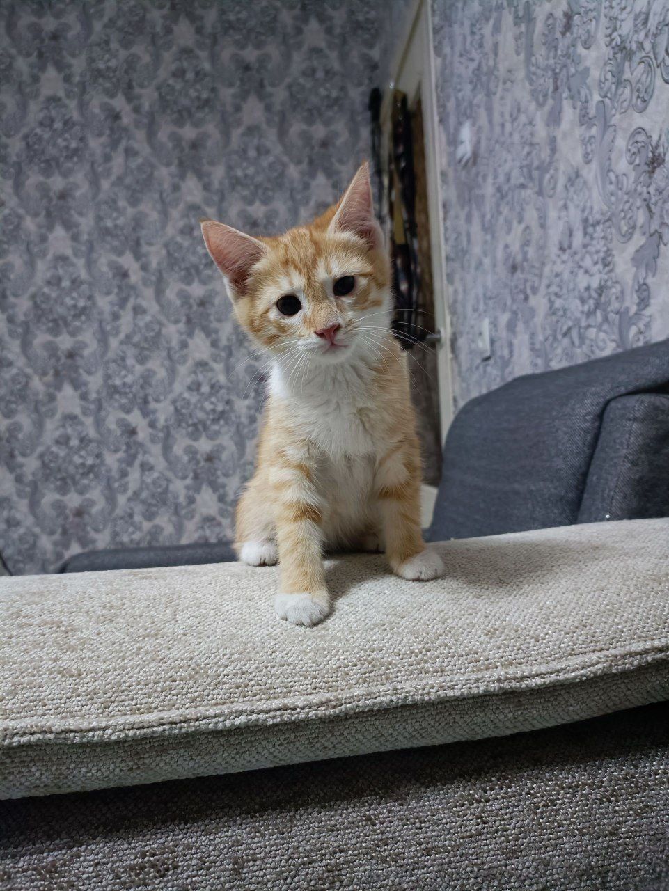 Бесплатно отдам котят в добрые руки