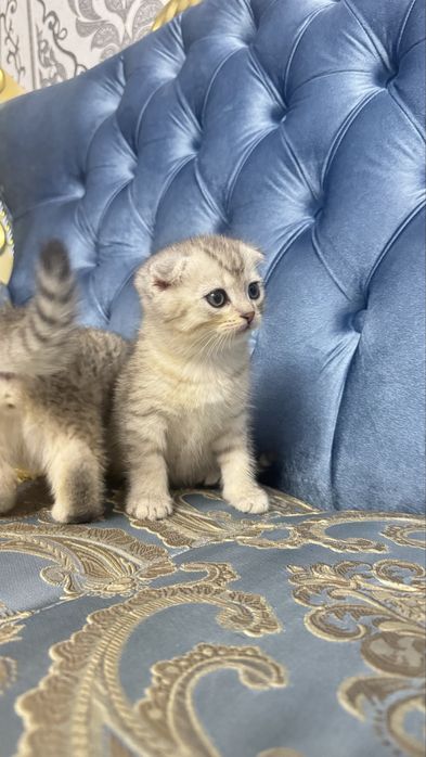 Arzonga seribristiy quloqchasi qaytgan shinshilla mushukcha