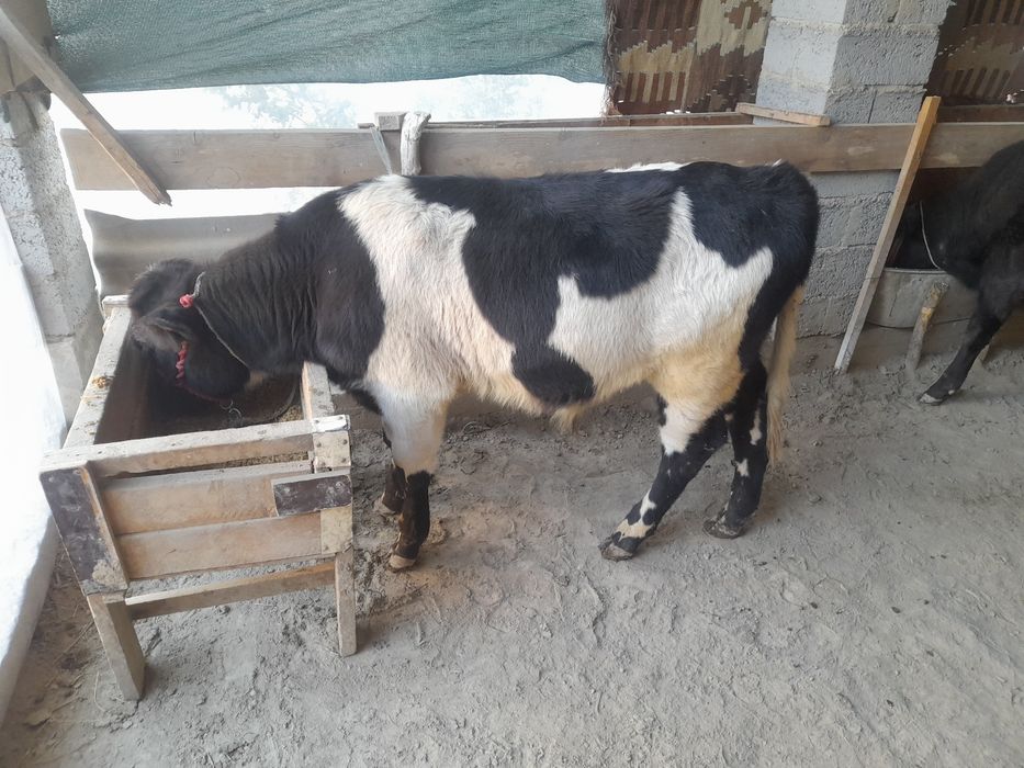 Molcha sotiladi narxini kelishamiz yosh xukizcha