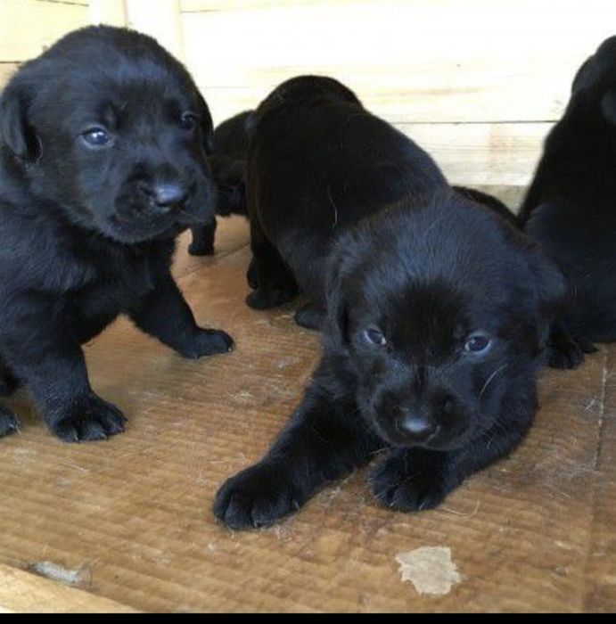 Чистогръмни лабрадор ретривър