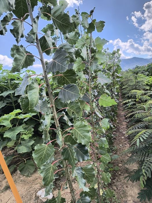 Топола едногодишни  фиданки