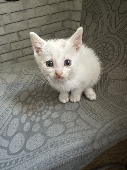 Котята мышеловки.