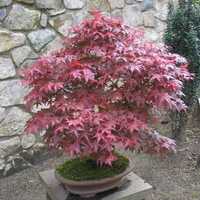 Японски клен\Acer palmatum Atropurpureum (ПРОМОЦИЯ)