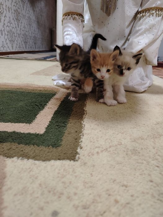 Бепул мушук болалари бор