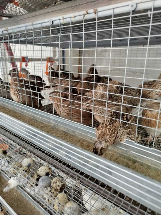 inkubatsion bedana tuxumlari bor beli gigant