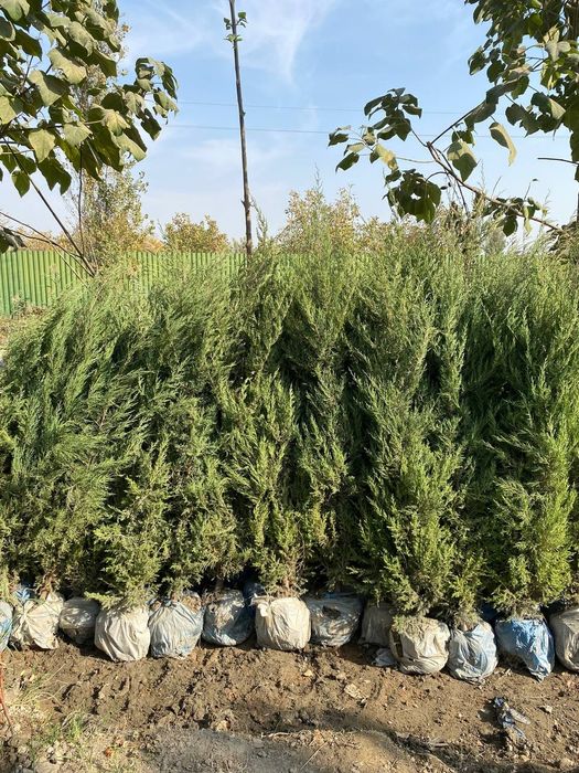 Archa ekish dorilash archa kesish gazon ekish