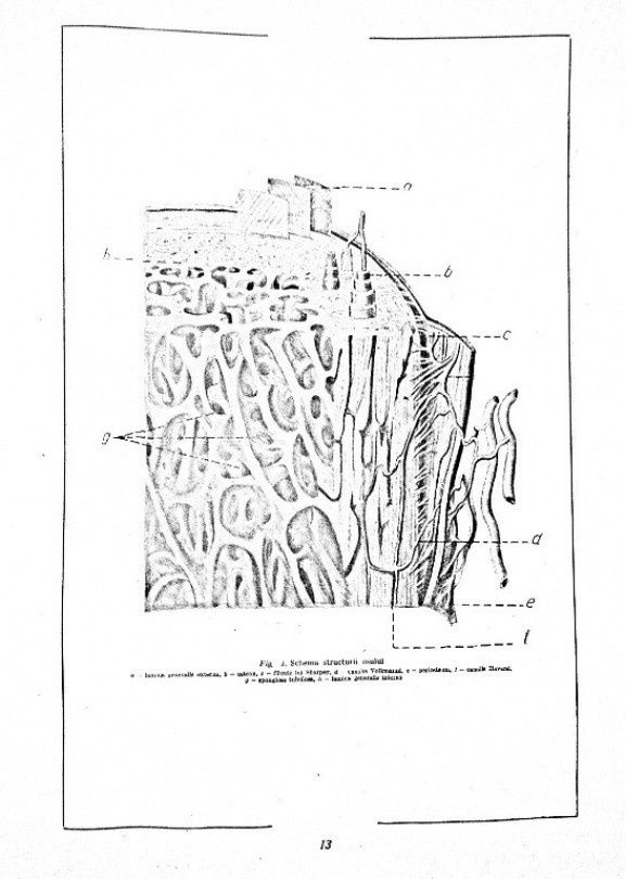 Carte xerox Atlas de anatomie comparativă vol 1