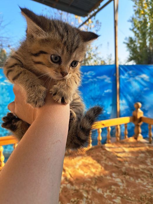 Mushuk sotiladi 2 ta