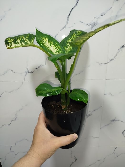 Defenbahiya дефинбахия