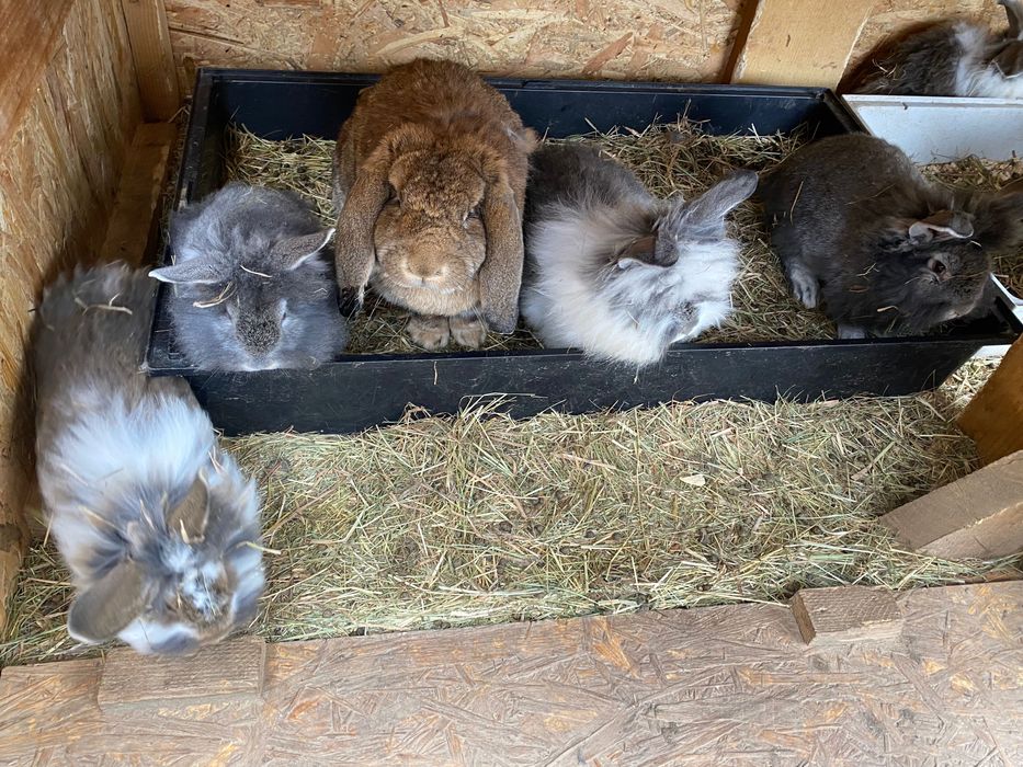 Donez IEPURAȘI de companie