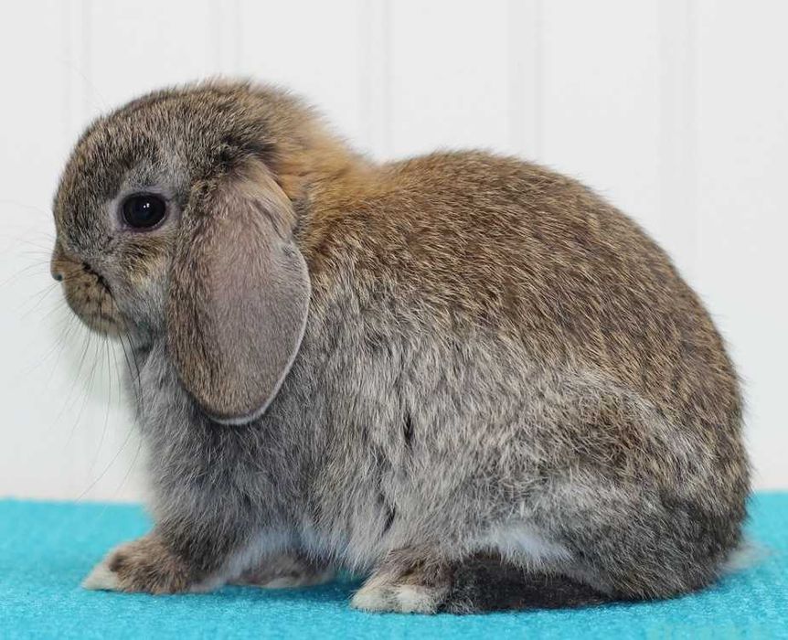 Продава Мини зайчета, Морски свинчета, Хамстери, Мишки, Дегу, Чинчила