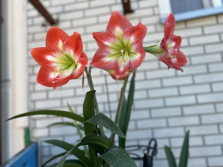 Комнатные цветы Гиппеаструм