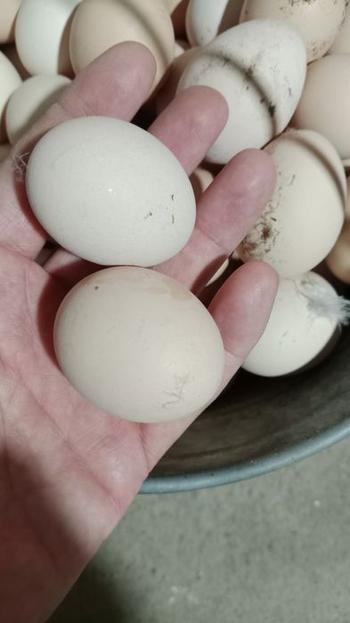 яйцо домашний уй жумырткасы