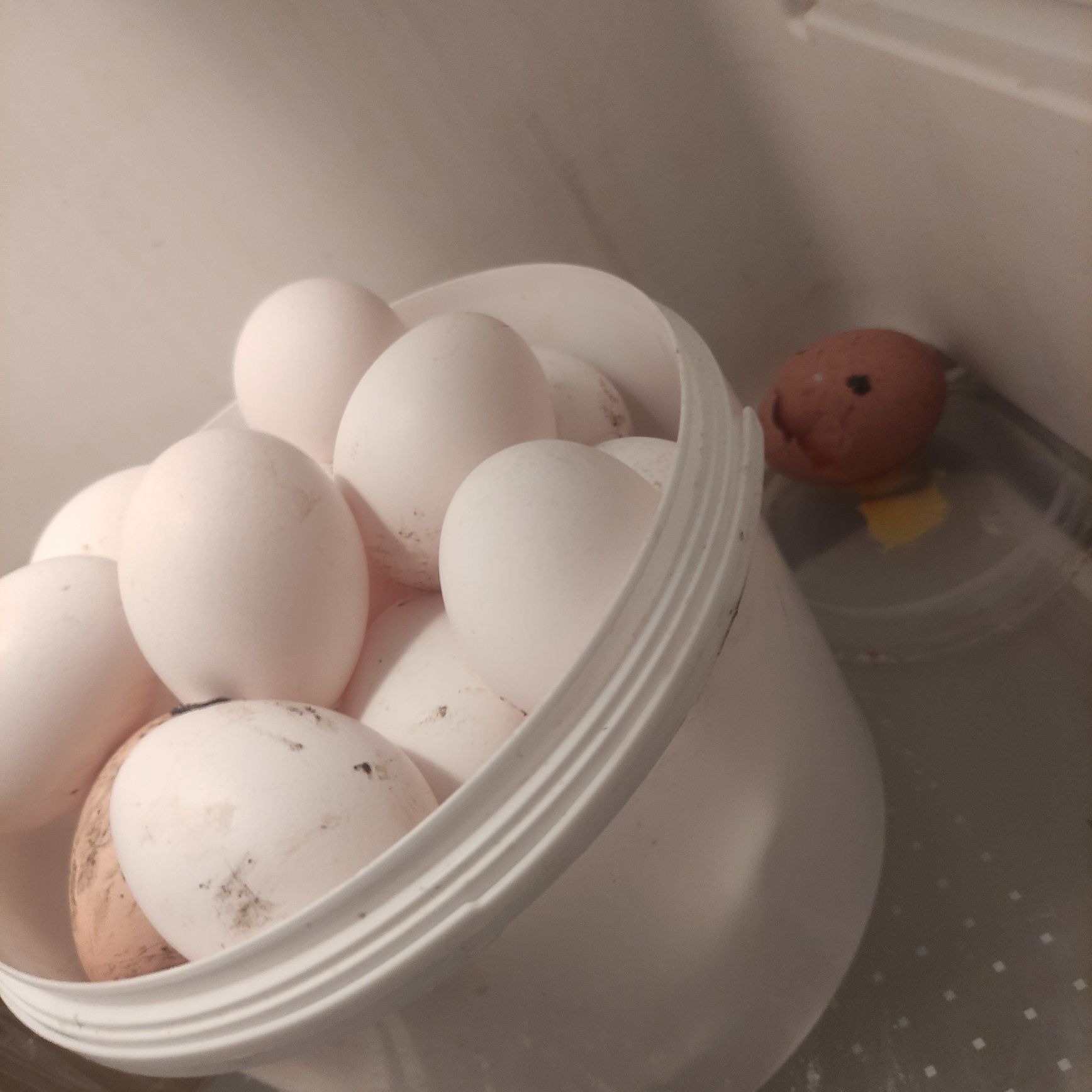 Продам яйца домашние