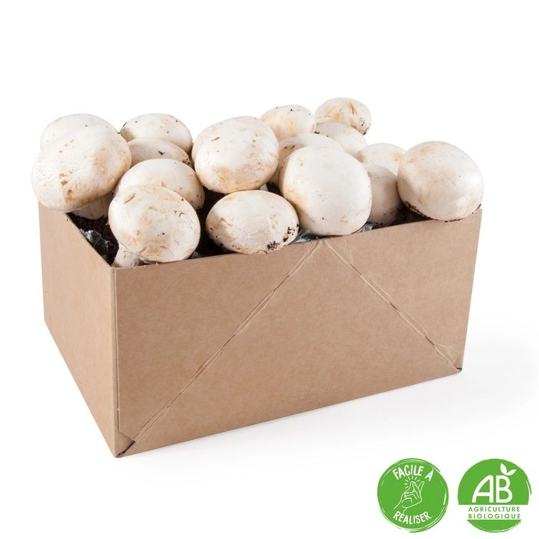 БИО Комплект за отглеждане на гъби Бяла печурка в домашни условия!