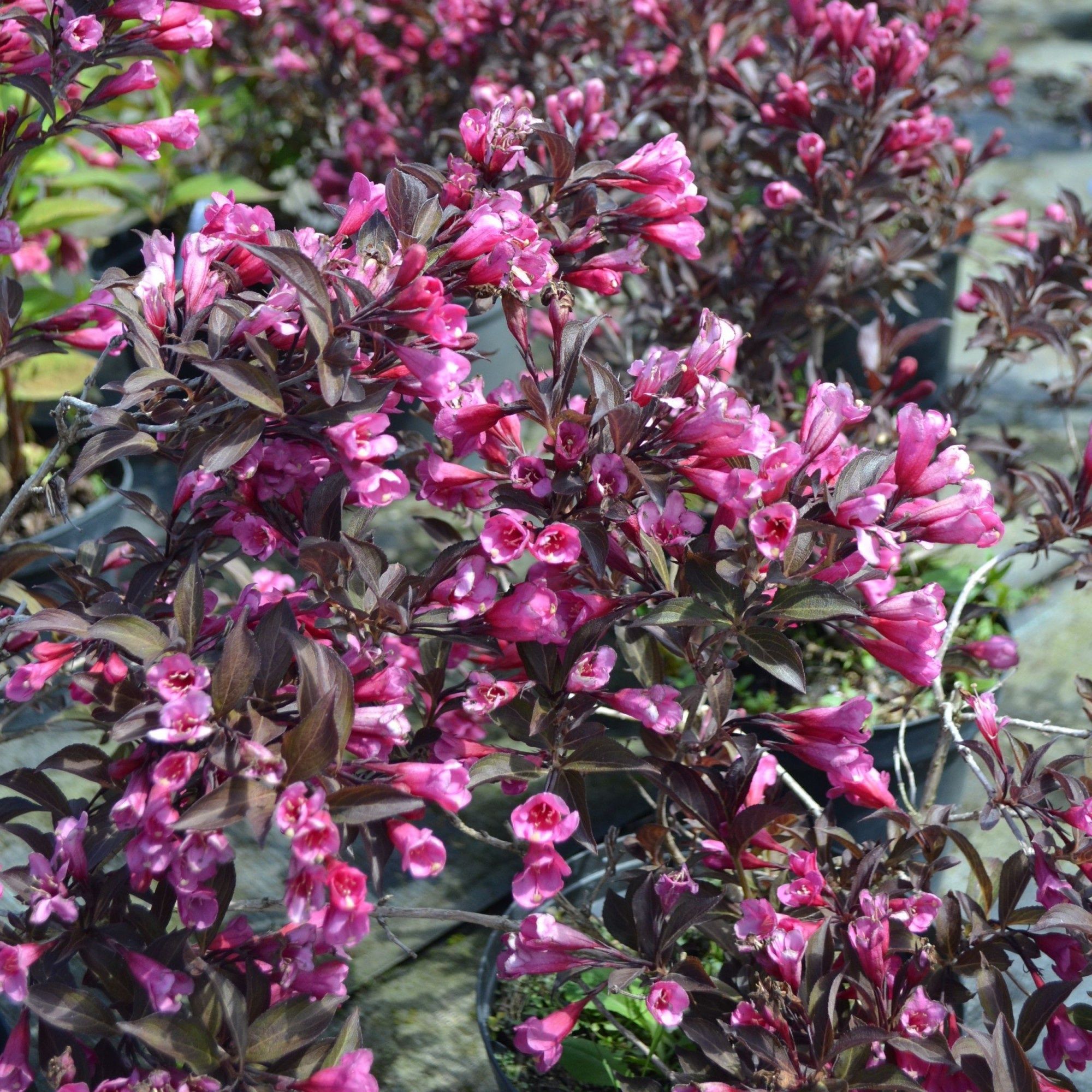 Pomi ornamentali  weigela tip copac
