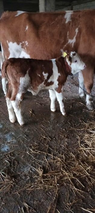 Vând vițel de o săptămână