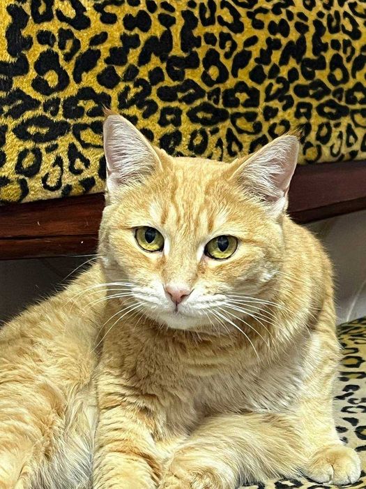 Коты и кошки в добрые руки