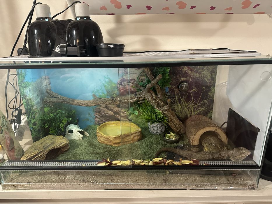 Vand pereche agame cu barba - terariu complet echipat inclus
