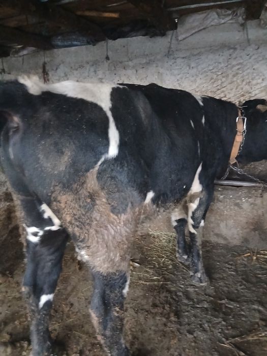 Tauras de vânzare mai multe detalii la telefon