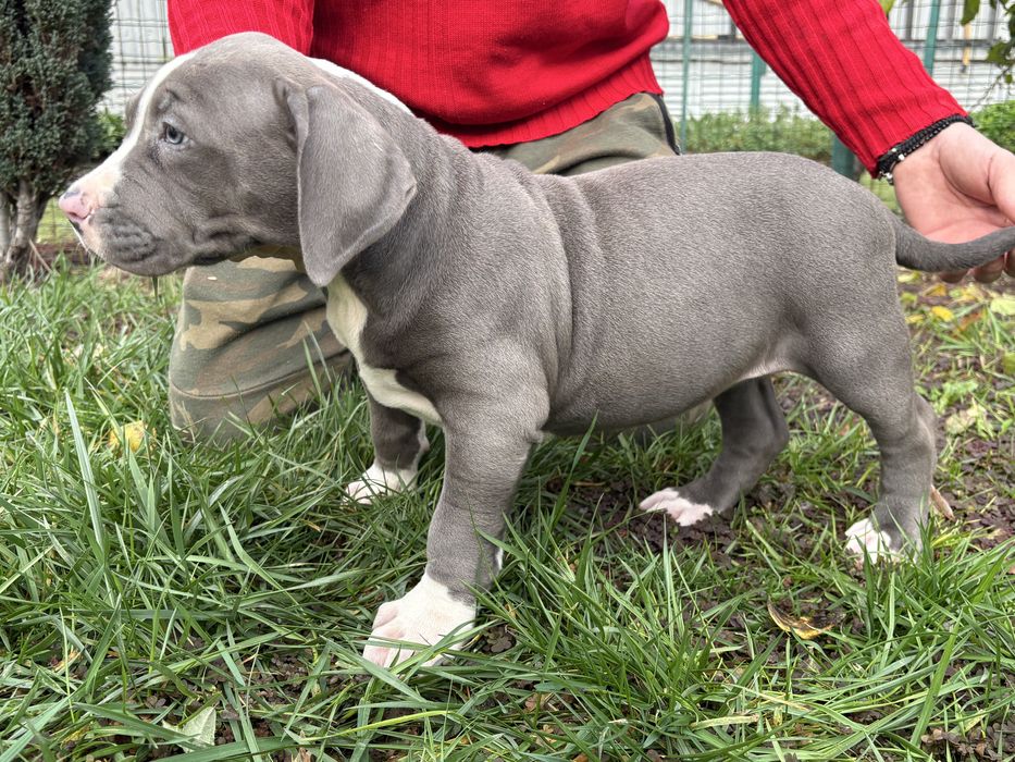 Американско Були Хл