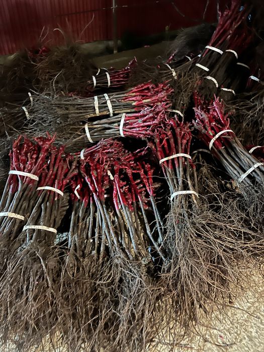 Viță De Vie Anul 3 De Vegetație Soiuri De Masă
